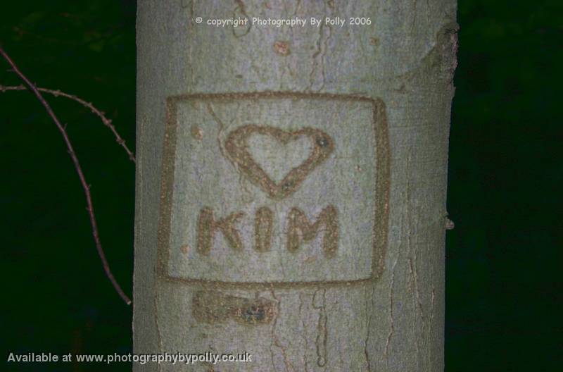 Someone Loves Kim