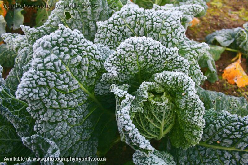 Cold Cabbage