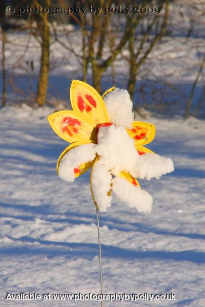 Snow Flower 2