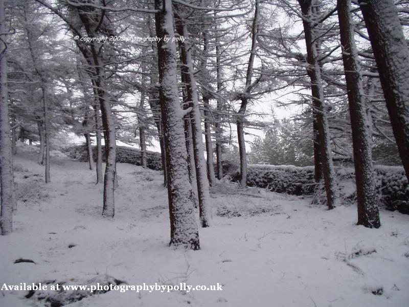 Snow Trees 2