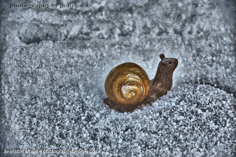 Snowy Snail