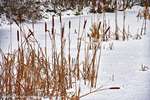Chilly Reeds