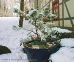 Snow Pot