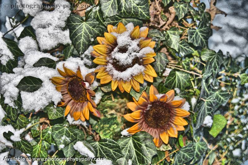 Winter Sunflower
