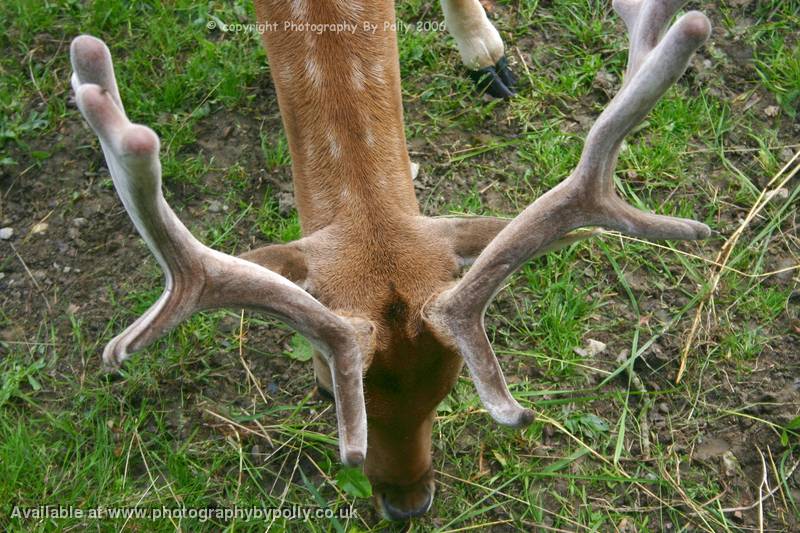2 Antlers And A Hoof