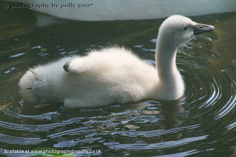 Aerobic Swan