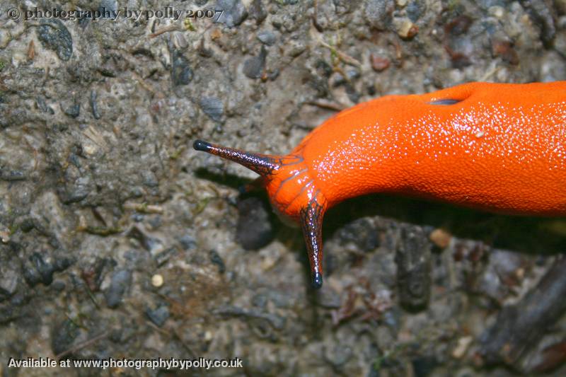 Beady Slug