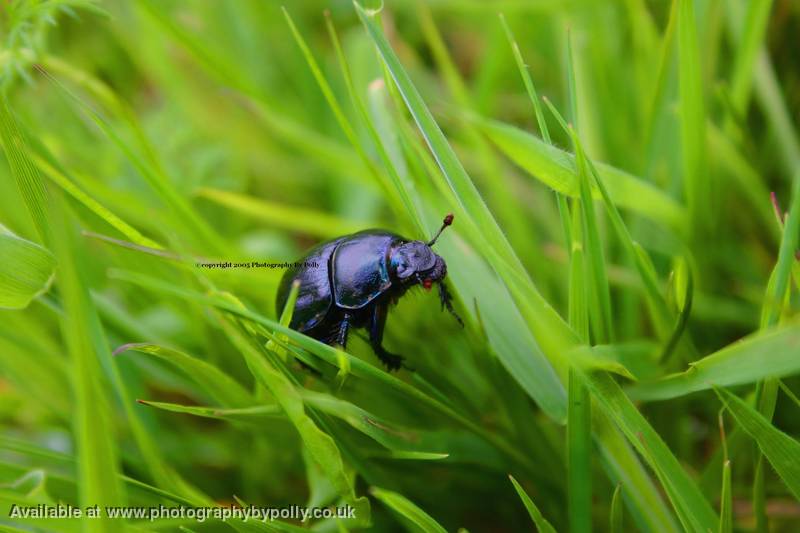 Beetle Bug Eyes