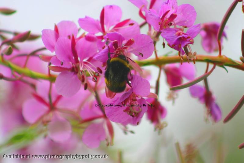 Candyfloss Bee