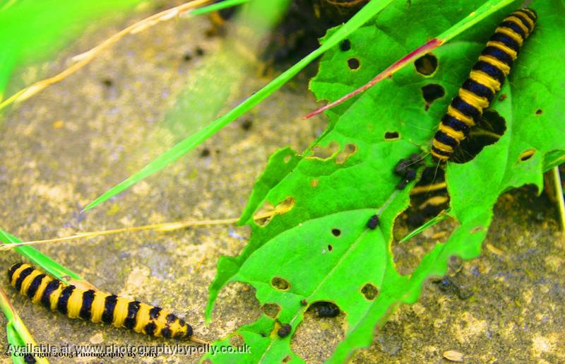 Caterpillar Munch 