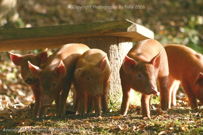 Free Forest Piglets