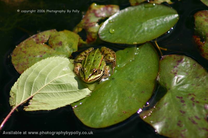Lily Pad Frogs