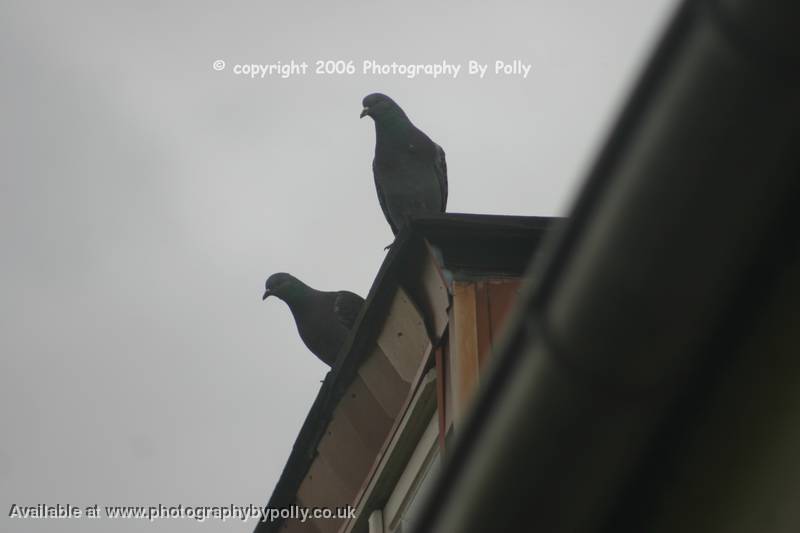 Lofty Pigeons