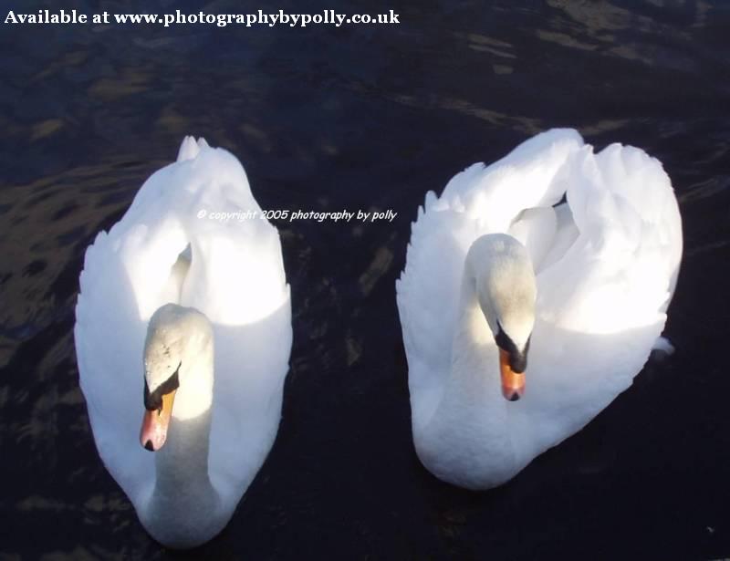 Loved Up Swans