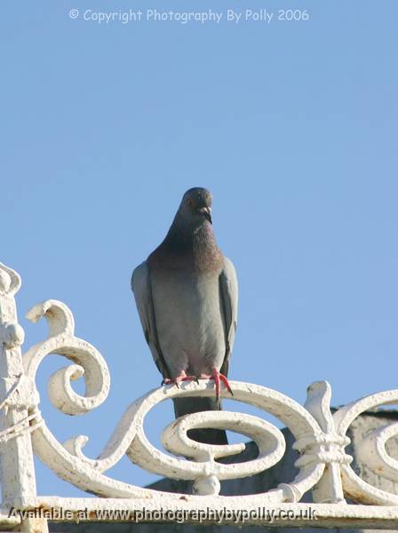 Pigeons Place