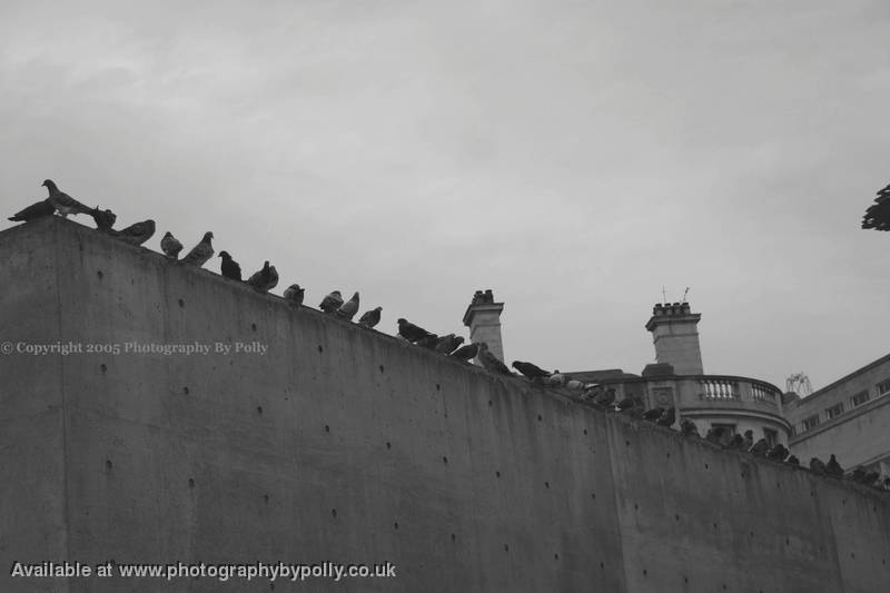 Pigeons on Parade