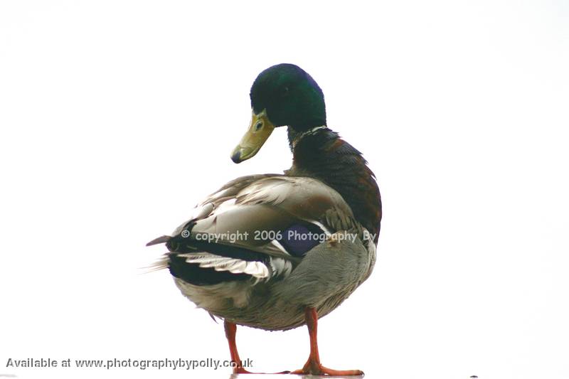 Posing Duck 9