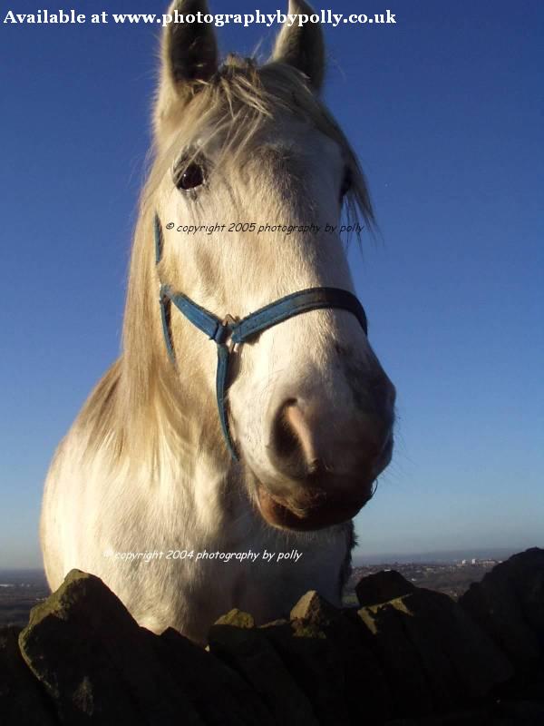 Pretty Blue Horsey