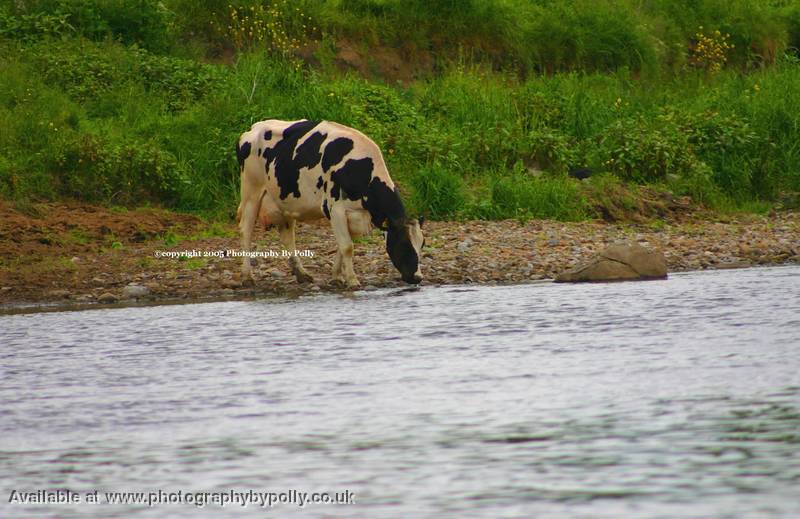 River Cow