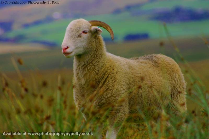 Sheep thirteen