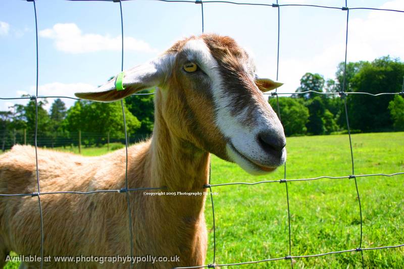Smiley Goat