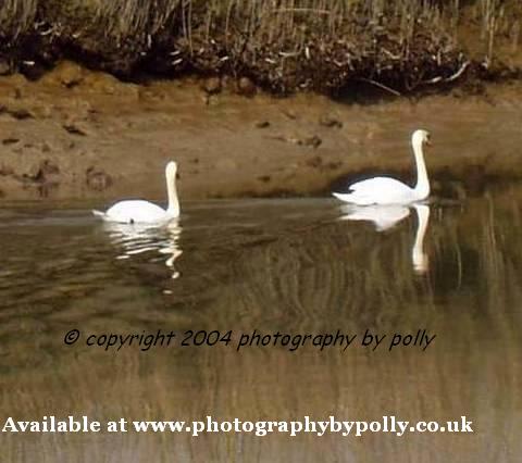 Softened Swans