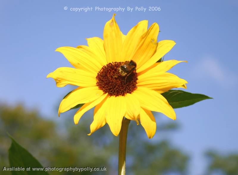 Sunny Bee