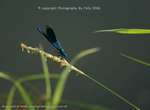 Blue Mayfly