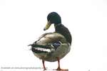Posing Duck 9