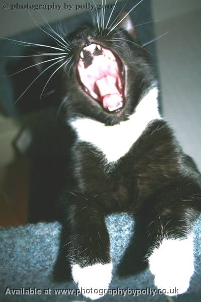 Tiger Yawn