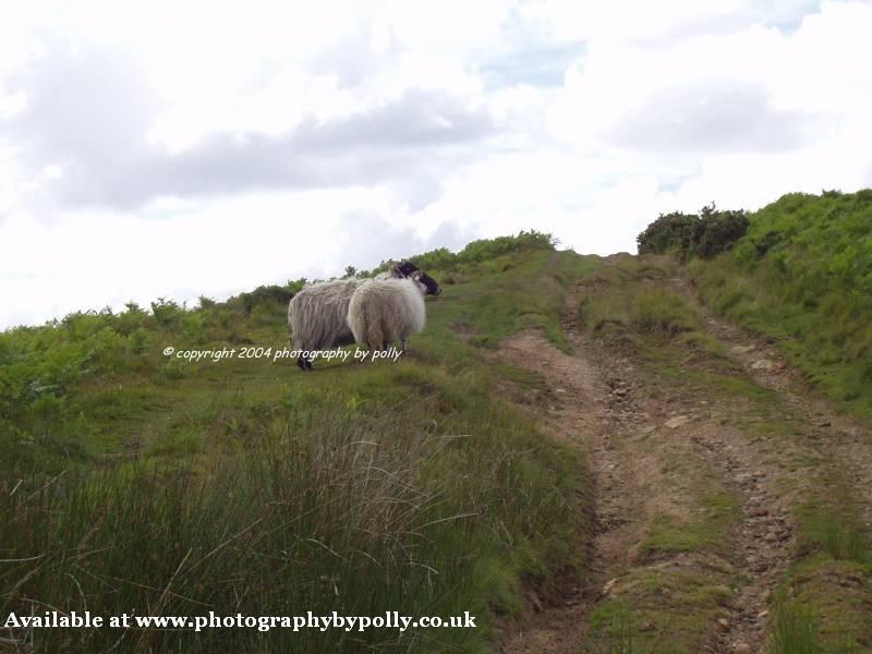 Yorkshire Sheep