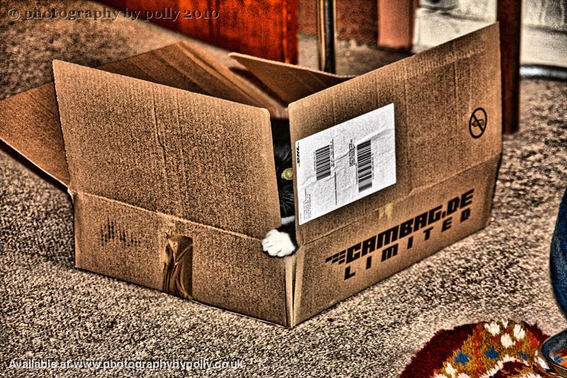 Cardboard Katze