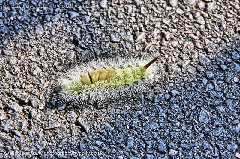 Catarpillar Tail