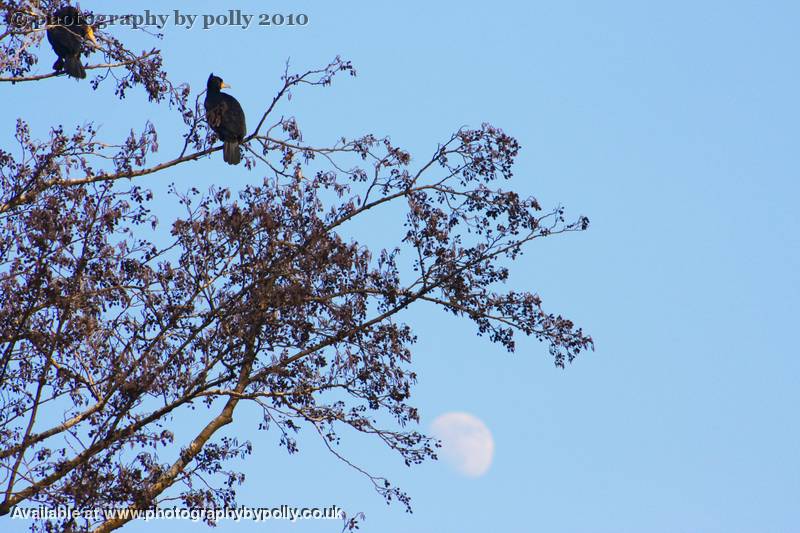 Cormorant Moon