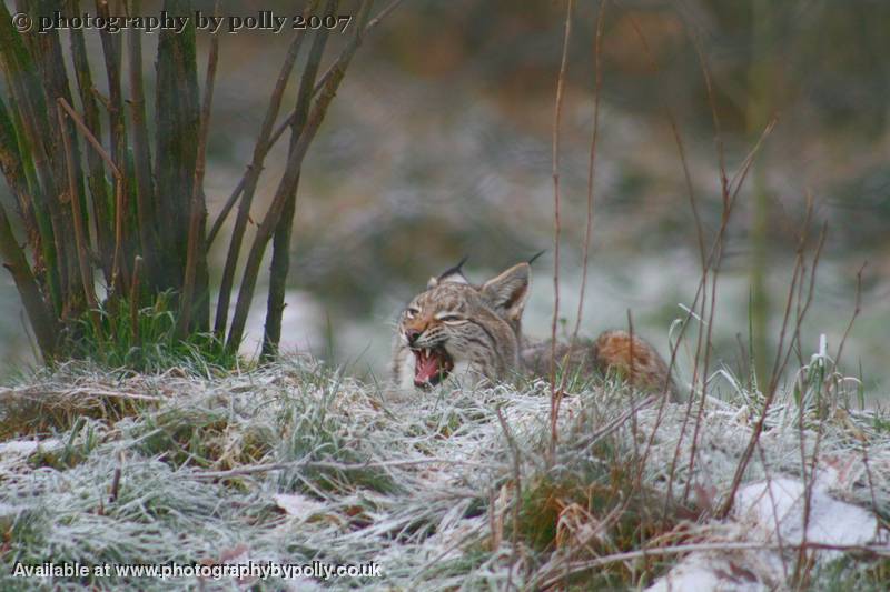 Lynx Cub Yawn