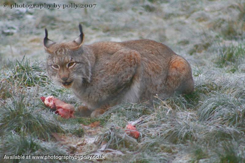 Lynx Lunch Disturbed