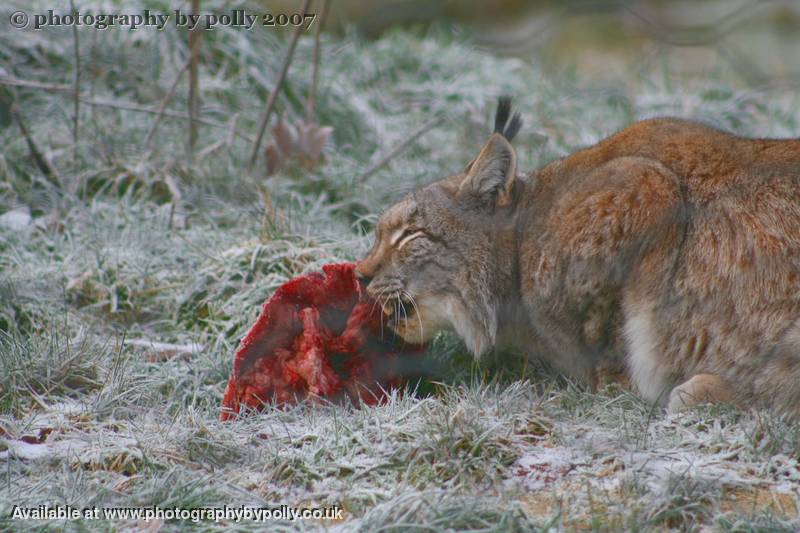 Lynx Lunch Gnaw 2