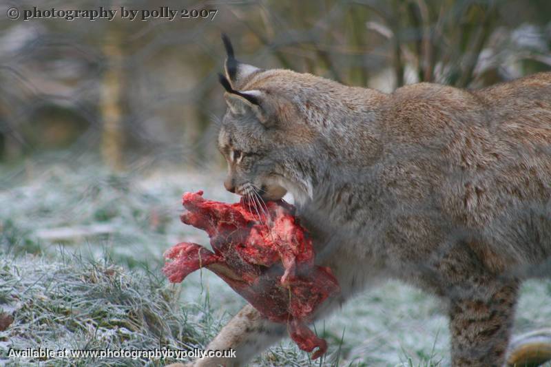 Lynx Lunch Takeaway