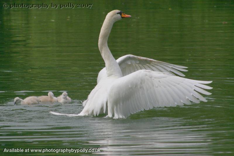 Swan Conduct