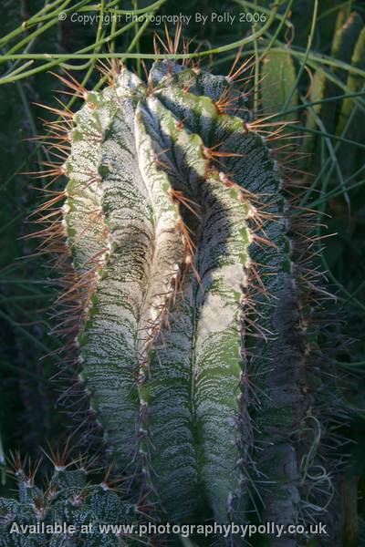 Cacti Swirls