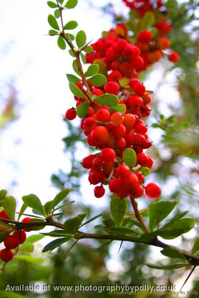 Cluster Berries