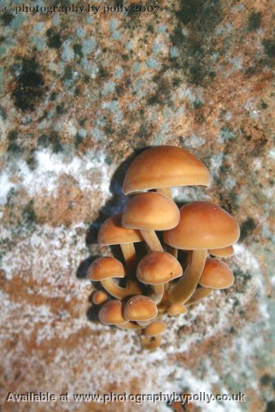 Early Cluster