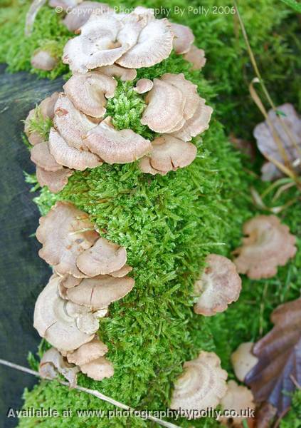 Fungi Flakes