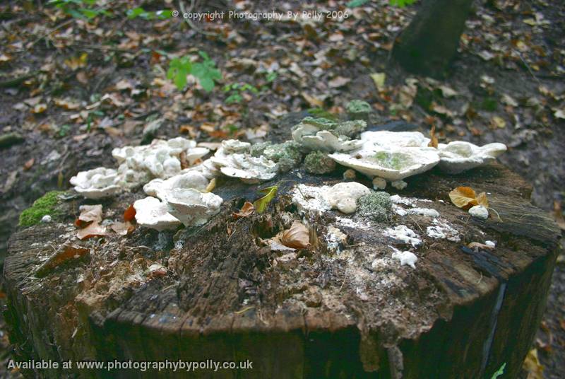 Fungi Frosting