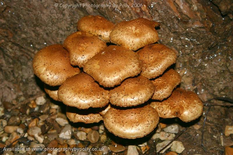Honey Mushrooms 4