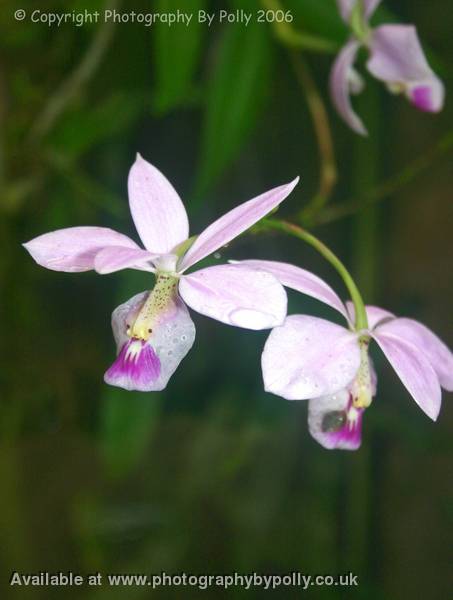 Orchid Pout