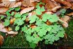 Clover Moss And Leaf