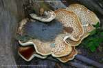 Fungi Platters