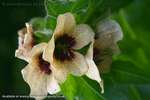 Henbane Flower