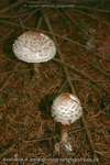 Parasol Mushrooms